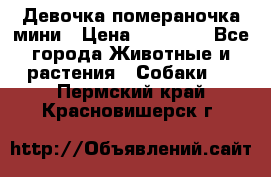 Девочка помераночка мини › Цена ­ 50 000 - Все города Животные и растения » Собаки   . Пермский край,Красновишерск г.